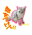 ねこズ_愛する ねこ達（個別スタンプ：7）