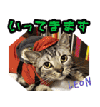 ねこズ_愛する ねこ達（個別スタンプ：8）