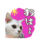 ねこズ_愛する ねこ達（個別スタンプ：9）