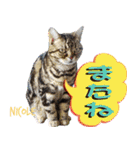 ねこズ_愛する ねこ達（個別スタンプ：11）