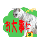 ねこズ_愛する ねこ達（個別スタンプ：12）