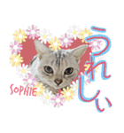 ねこズ_愛する ねこ達（個別スタンプ：13）