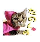 ねこズ_愛する ねこ達（個別スタンプ：14）