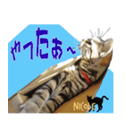 ねこズ_愛する ねこ達（個別スタンプ：16）