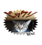 ねこズ_愛する ねこ達（個別スタンプ：17）