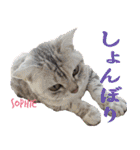 ねこズ_愛する ねこ達（個別スタンプ：18）