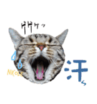 ねこズ_愛する ねこ達（個別スタンプ：19）