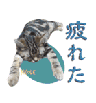 ねこズ_愛する ねこ達（個別スタンプ：20）