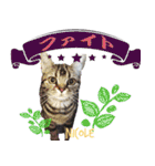 ねこズ_愛する ねこ達（個別スタンプ：22）