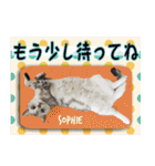 ねこズ_愛する ねこ達（個別スタンプ：26）
