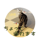 ねこズ_愛する ねこ達（個別スタンプ：28）