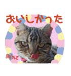 ねこズ_愛する ねこ達（個別スタンプ：30）