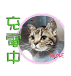 ねこズ_愛する ねこ達（個別スタンプ：32）