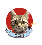 ねこズ_愛する ねこ達（個別スタンプ：38）