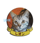 ねこズ_愛する ねこ達（個別スタンプ：40）