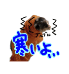 マフィンとAPKの仲間たち（個別スタンプ：23）
