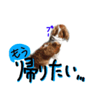 マフィンとAPKの仲間たち（個別スタンプ：31）