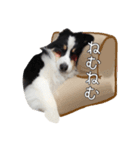 あんこちゃんのスタンプ32（個別スタンプ：4）
