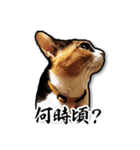 三毛猫「ぬこ」の和風写真スタンプ【実写】（個別スタンプ：9）