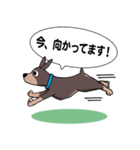 ミニピン のイラストです。（個別スタンプ：10）