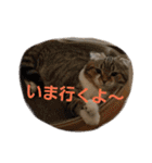 ひこ＆くー 2（個別スタンプ：2）