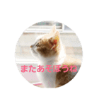 ひこ＆くー 2（個別スタンプ：3）