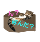 ひこ＆くー 2（個別スタンプ：8）