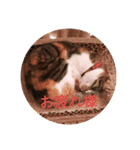 にゃんず(ΦωΦ)（個別スタンプ：2）