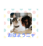 にゃんず(ΦωΦ)（個別スタンプ：3）