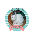 にゃんず(ΦωΦ)（個別スタンプ：5）