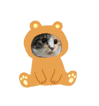 にゃんず(ΦωΦ)（個別スタンプ：8）