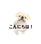 ブーフとティート（個別スタンプ：5）