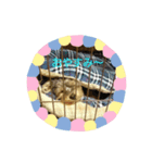 動物達のスタンプ！！！（個別スタンプ：3）
