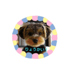 動物達のスタンプ！！！（個別スタンプ：5）