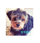 動物達のスタンプ！！！（個別スタンプ：6）