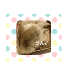 動物達のスタンプ！！！（個別スタンプ：7）