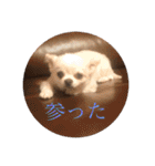 ミーくんは天使の輝き（個別スタンプ：2）