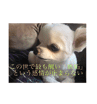 ミーくんは天使の輝き（個別スタンプ：3）
