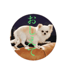 ミーくんは天使の輝き（個別スタンプ：4）