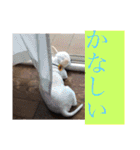 ミーくんは天使の輝き（個別スタンプ：6）