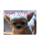 ミーくんは天使の輝き（個別スタンプ：9）