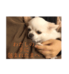 ミーくんは天使の輝き（個別スタンプ：11）