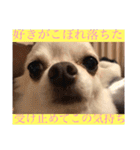 ミーくんは天使の輝き（個別スタンプ：16）