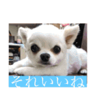 ミーくんは天使の輝き（個別スタンプ：18）