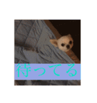 ミーくんは天使の輝き（個別スタンプ：19）