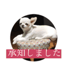 ミーくんは天使の輝き（個別スタンプ：20）