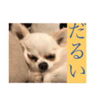 ミーくんは天使の輝き（個別スタンプ：30）