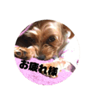 我が家の3姉妹ヨーキー・mano（個別スタンプ：3）