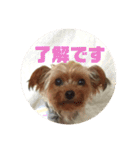 我が家の3姉妹ヨーキー・mano（個別スタンプ：9）