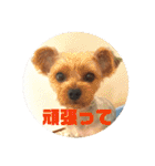 我が家の3姉妹ヨーキー・mano（個別スタンプ：12）